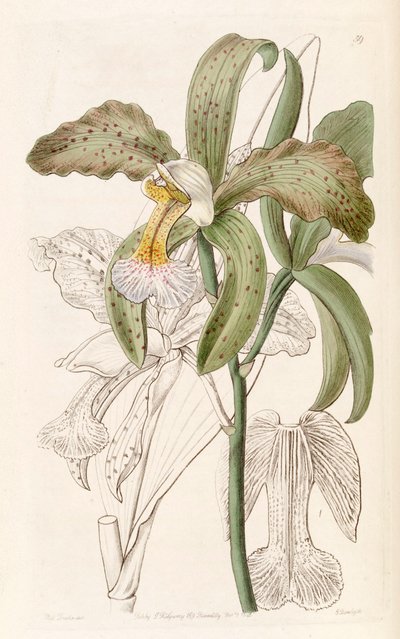 Cattleya granulosa by Miss Drake